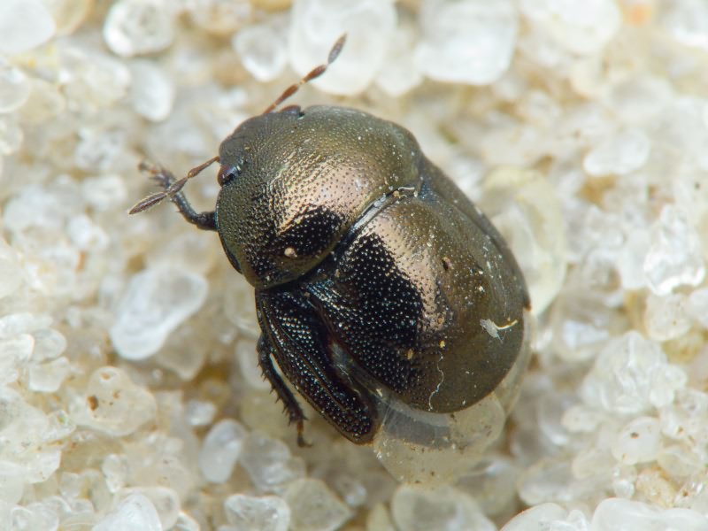 Thyreocoris scarabaeoides (Linnaeus, 1758)